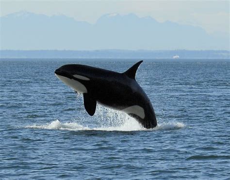 Orca breaching | Flickr - Photo Sharing!