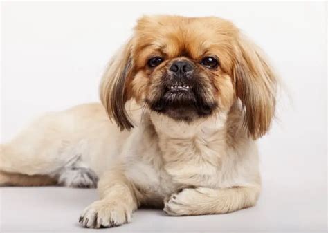 Pug Shih Tzu Mix Care Guide: The Perfect Couch Potato? - Perfect Dog Breeds