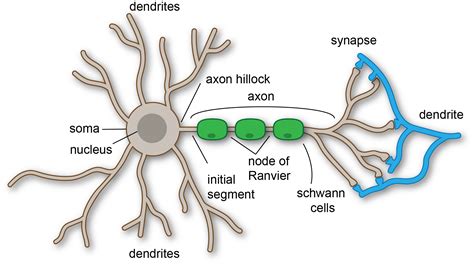 Cells of the Nervous System - TeachMePhysiology