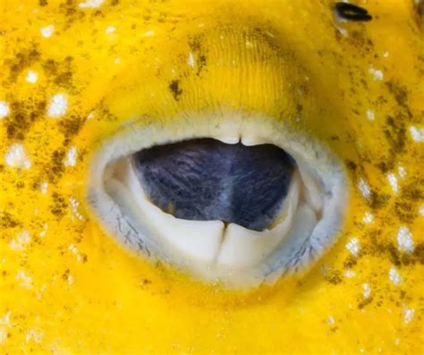 How to Trim Puffer Fish Teeth