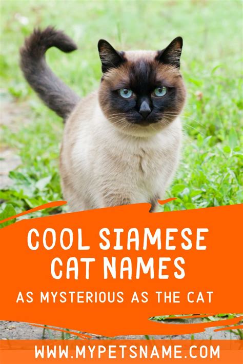 Cool Siamese Cat Names | Cat names, Siamese cats, Cool pet names