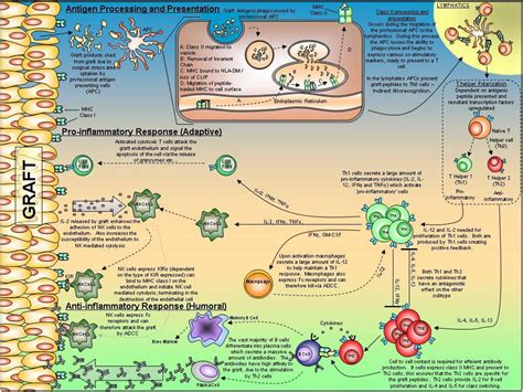 Transplant rejection: T-helper cell paradigm | British Society for ...