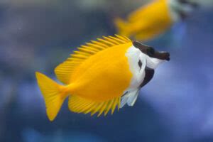 Foxface Rabbitfish Care: Diet, Lifespan, Mates and Venom