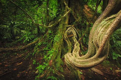 Photo Tip of the Week: How to Shoot Beautiful Rainforest Landscapes ...