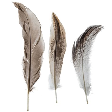 Domestic Goose Feathers | Hobby Lobby | 341867