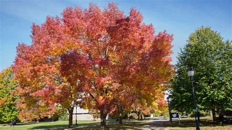 White Ash - Self-Guided Walking Tours - University of Maine