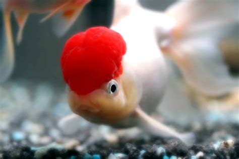 Oranda Goldfish Complete Care Guide: Tips And Advice