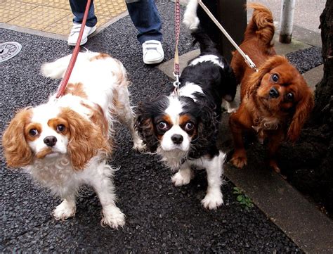 Cavalier King Charles Spaniel Grooming: A Guide with Haircut Pictures