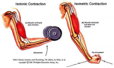 Types of Muscle contraction - SPORTS &SCIENCE CONNECTION - MUSCULAR SYSTEM