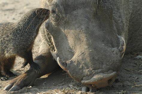 Warthogs Take Themselves To Mongoose Cleaners | Popular Science