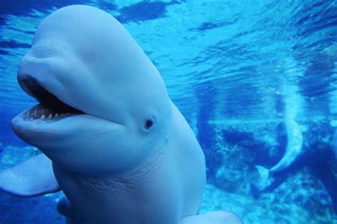 Beluga Whale Images