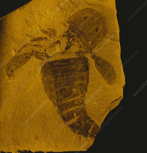 Eurypterid Fossil - Stock Image - C009/2353 - Science Photo Library