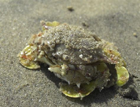 Photography & Me: The Sandy Yellow Crabs