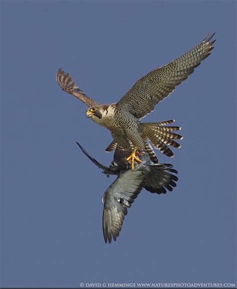 Peregrine Falcon Hunting Technique