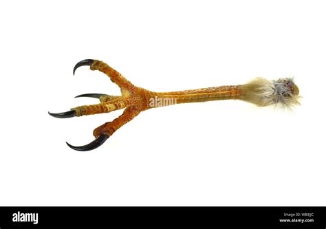 a leg of a hawk with claws isolated on white background Stock Photo - Alamy