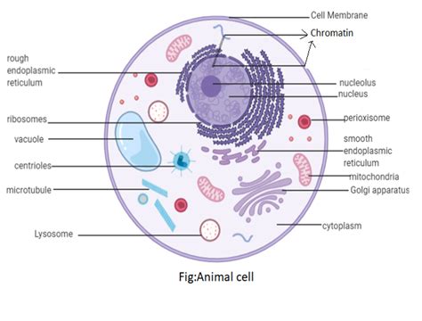 Animal Cell Diagram For Kids