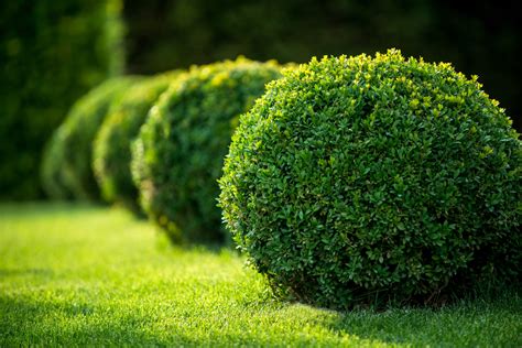 100+ Different Types of Bushes and Shrubs - PlantSnap