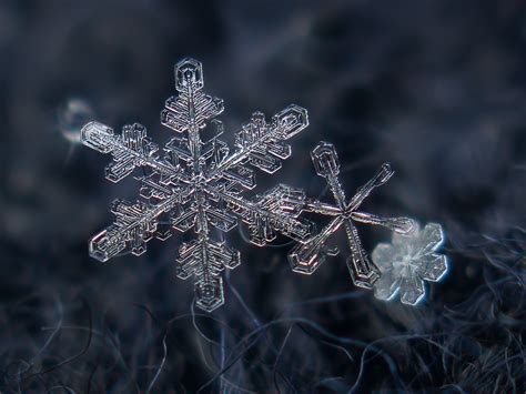 Snowflakes, close-up - Leonid Mamchenkov