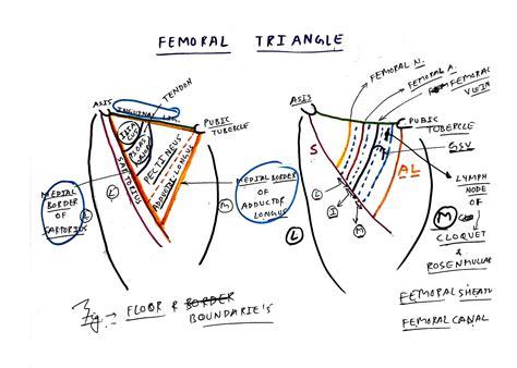 Femoral triangle, sheath and canal - TCML - The Charsi of Medical ...