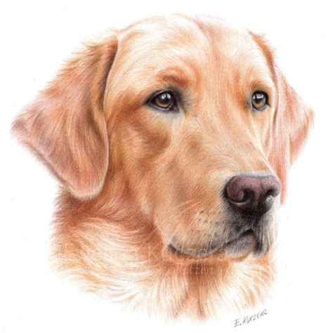 Labrador Drawing by Kot-Filemon on DeviantArt