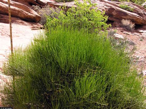 Mormon Tea (Brigham): The Ephedra Plant that Stimulates Weight Loss