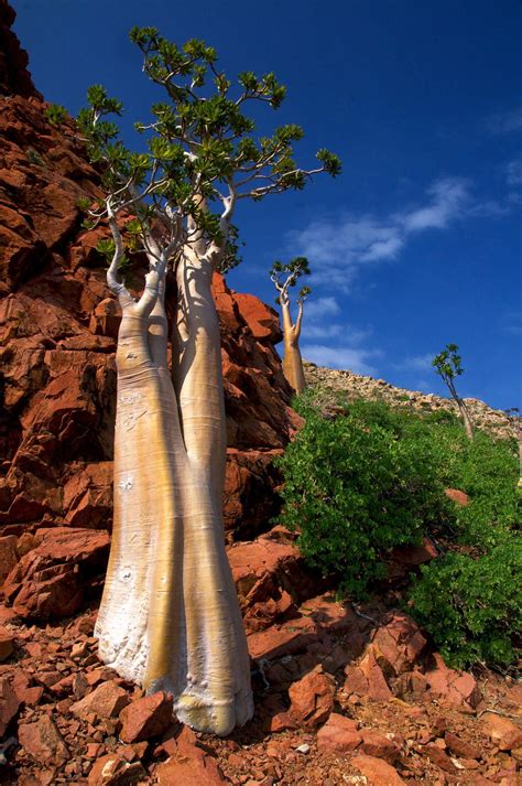 ˚Cucumber Tree - Island of Socotra, Yemen | Weird trees, Nature tree ...