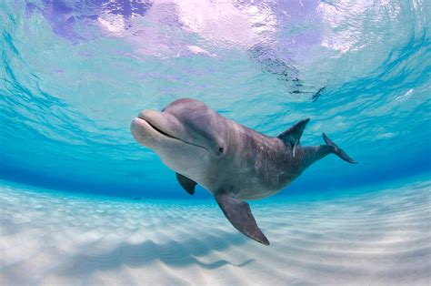 Fact File: Bottlenose dolphin (Tursiops truncatus) - Australian Geographic