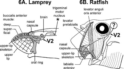 The innervation of upper-lip muscles can reveal whether these lips are ...