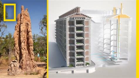 Passively Cooled Building Inspired by Termite Mounds — Innovation ...