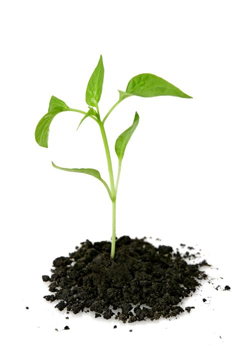 Growing Plant PNG Transparent Picture PNG, SVG Clip art for Web ...