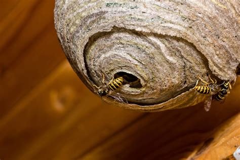 Wasp Nest Removal: the Time is Now!