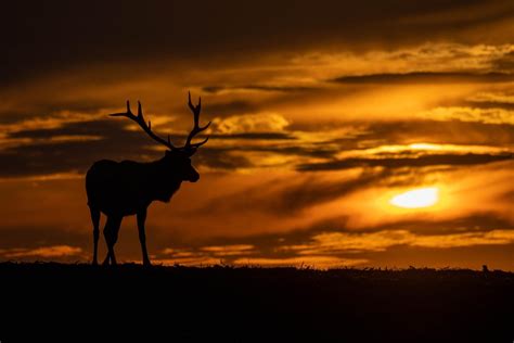 Deer Sunset Wallpapers - Top Free Deer Sunset Backgrounds - WallpaperAccess