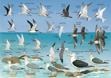 Seabird Resources – BirdsCaribbean