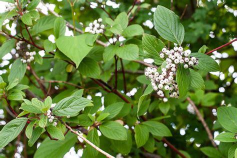 Red Osier Dogwood – Hood River Soil & Water Conservation District