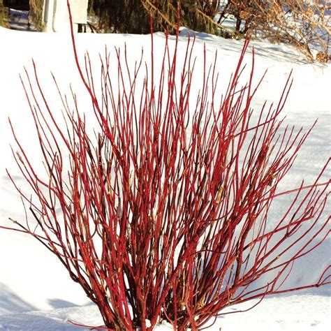 Cornus sericea Arctic Fire™ | White Flower Farm Dogwood Shrub, Red ...