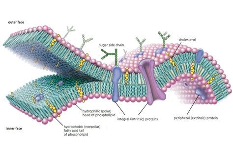 Free download cell membrane structure - cclasbrilliant