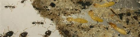 Termite Types - Fort Lauderdale Research and Education Center ...