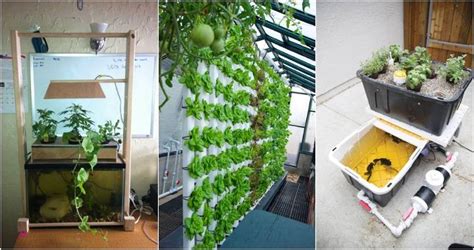 18 Cheap DIY Aquaponics System and Setup Guide