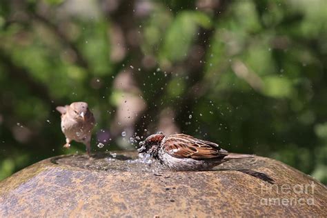 Just Get In the Water Photograph by Kate Purdy - Fine Art America