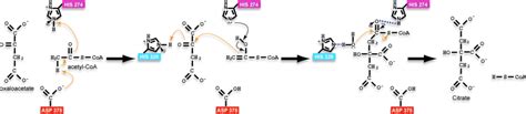 Citrate Synthase - Proteopedia, life in 3D