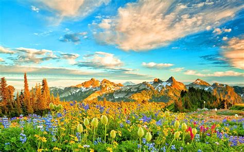 Flowers in Spring Mountains and Backgrounds HD wallpaper | Pxfuel