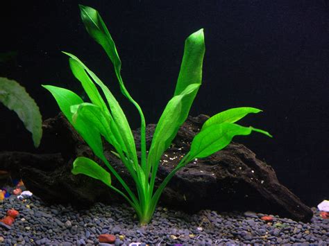 25+ Stems / 6 Species Live Aquarium Plants Package - Anacharis, Amazon ...