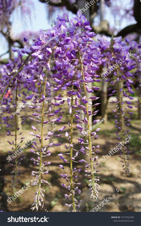 Wisteria Blooms Japan Stock Photo 1377252299 | Shutterstock