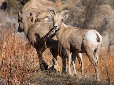 Desert Bighorn Sheep in Escalante Canyon Colorado 843723 Stock Photo at ...