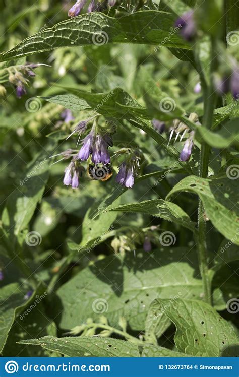 Symphytum Officinale Flower Close Up Stock Photo - Image of nectar ...