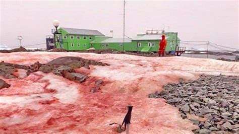 Snow in Antarctica mysteriously turns blood red. Here’s what happened ...