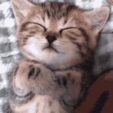 Cat Sleep GIF - Cat Sleep - GIF 탐색 및 공유