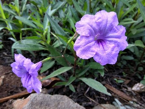 Ruellia Simplex Plant – Mapro