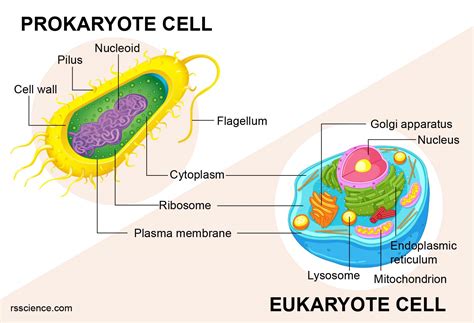 Eukaryotes Vs Prokaryotes Examples