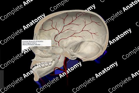 Frontal Branch of Middle Meningeal Artery | Complete Anatomy